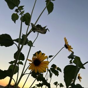 Meet your Posher, Edward